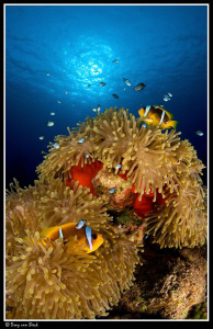 Red anemone with anemone fish at Shaab Claudio. by Dray Van Beeck 